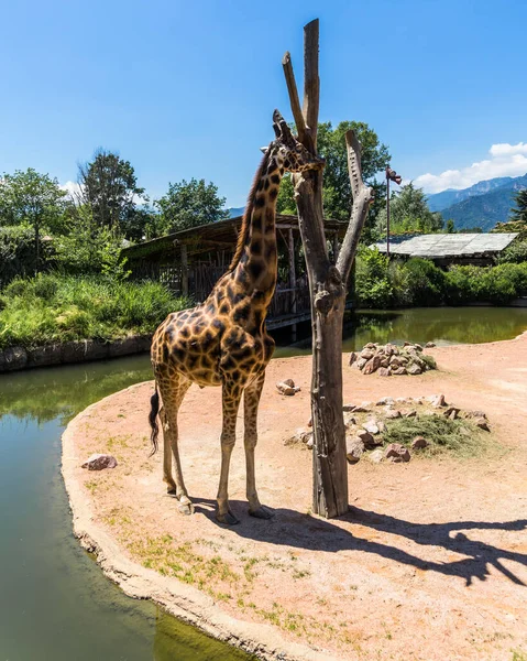 Colpo Verticale Una Gigantesca Giraffa Piedi Allo Zoo Giorno — Foto Stock