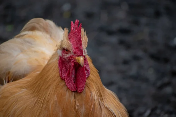 黄金の鶏のクローズアップショット — ストック写真