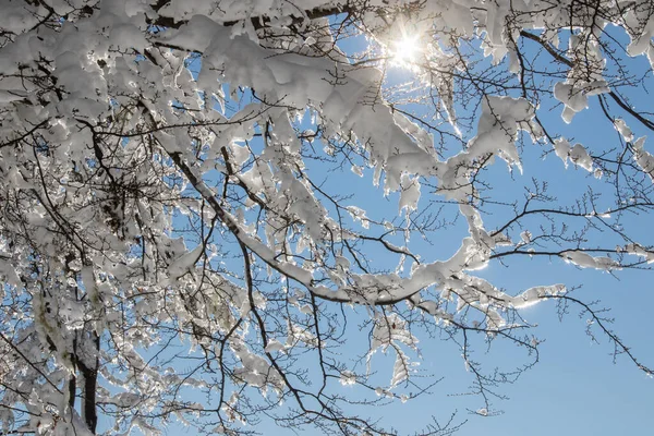 Gündüz Vakti Kışın Karla Kaplı Bir Orman — Stok fotoğraf
