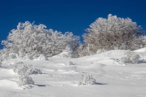 Uma Floresta Coberta Neve Inverno Durante Dia — Fotografia de Stock
