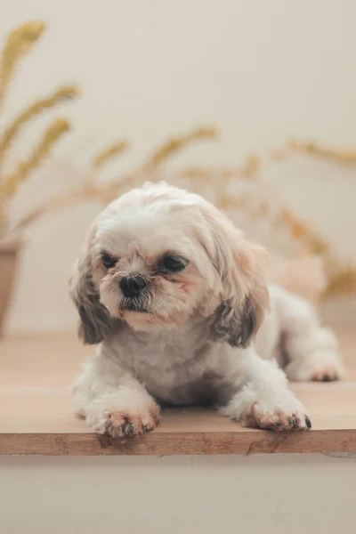 Vertikální Záběr Sedícího Shih Poo Domě — Stock fotografie