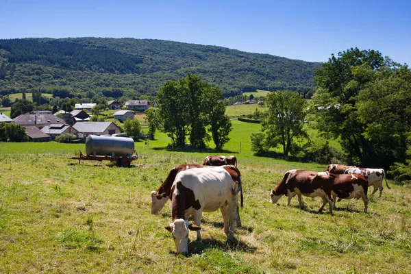 Stado Krów Produkujących Mleko Dla Sera Gruyere Francji Wiosną — Zdjęcie stockowe