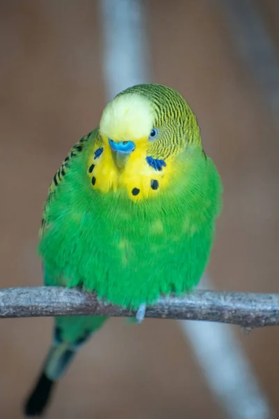 Μια Κάθετη Επιλεκτική Φωτογραφία Εστίασης Ενός Πράσινου Κίτρινου Παπαγάλου Ένα — Φωτογραφία Αρχείου
