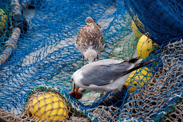 Zbliżenie Ujęcie Mew Jedzących Ryby Ryb Złowionych Rybackich Sieciach Łodzi — Zdjęcie stockowe