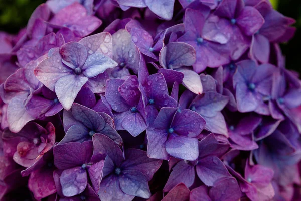 Primer Plano Hermosas Flores Violetas Hortensias Después Lluvia —  Fotos de Stock