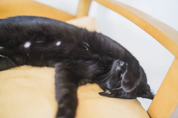 Primo Piano Gatto Nero Sdraiato Una Sedia Legno — Foto Stock
