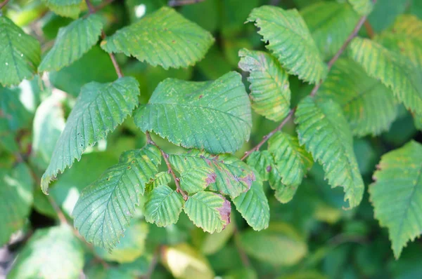 Primer Plano Hojas Arbusto Verde — Foto de Stock