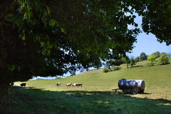 春にフランスでグリュイエールチーズ用の牛乳を生産する牛の群れ — ストック写真