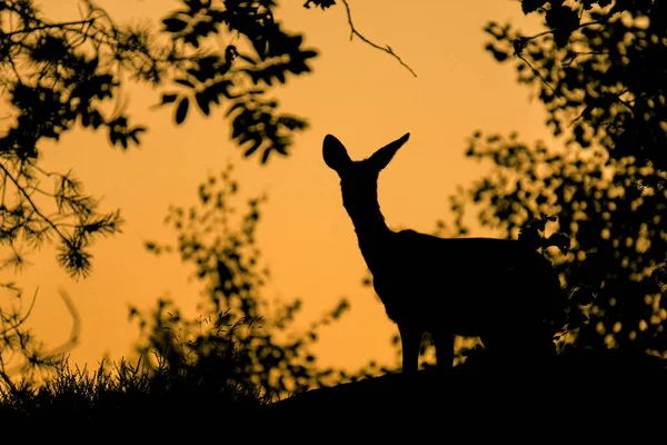 Una Sagoma Cervo Che Guarda Cielo — Foto Stock