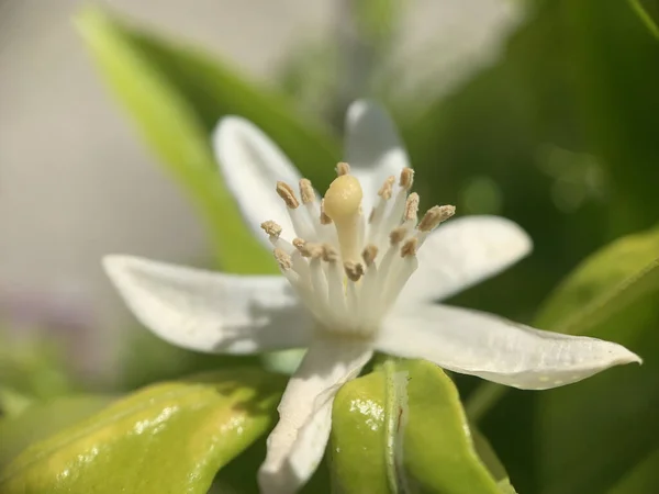 Närbild Bild Vita Blommor Ett Orange Träd Med Gröna Blad — Stockfoto