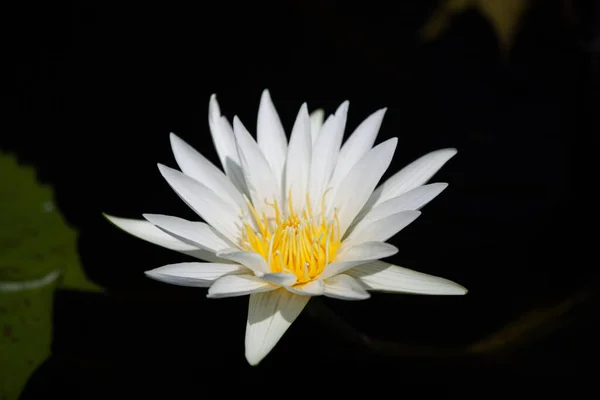 Una Messa Fuoco Superficiale Primo Piano Fiore Loto Bianco Giardino — Foto Stock