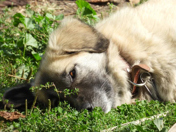 Närbild Bedårande Hund Som Ligger Gräset Utomhus Dagsljus — Stockfoto