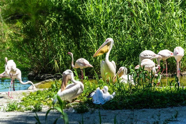 Eine Nahaufnahme Von Pelikanen Und Flamingos Einem Zoo Unter Sonnenlicht — Stockfoto