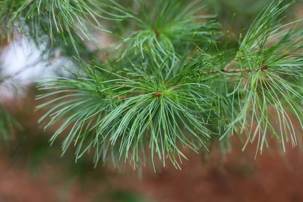 Primo Piano Fuoco Superficiale Albero Sempreverde Aghi — Foto Stock