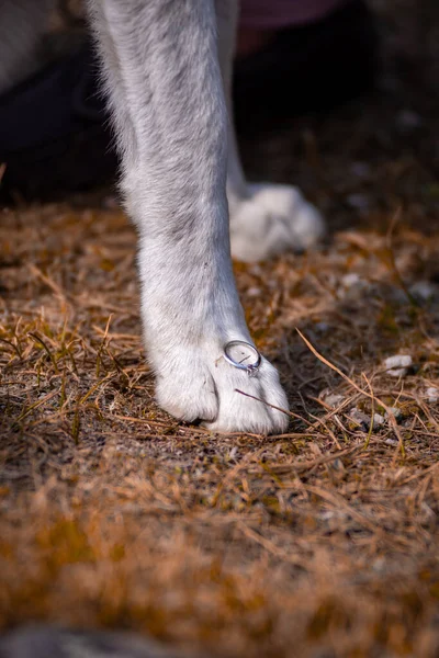 Вертикальный Снимок Лапы Белой Собаки Кольцом Ней — стоковое фото
