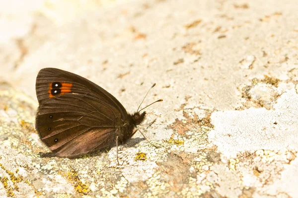 Een Close Opname Van Een Bergvlinder Een Grijs Vlak Pyreneeën — Stockfoto