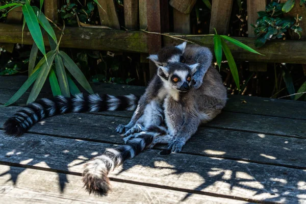 Närbild Två Lemurer Djurparken Solljuset — Stockfoto
