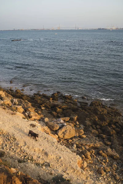 Eine Vertikale Aufnahme Eines Hundes Der Einem Felsigen Ufer Spaziert — Stockfoto