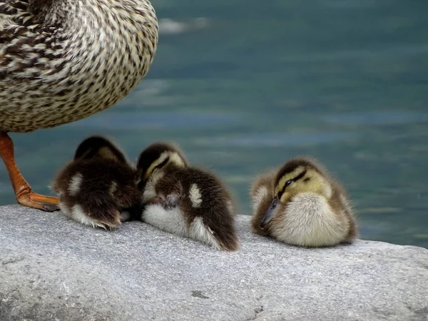 Tiro Enfoque Selectivo Tres Patitos Lindos Que Yacen Piedra Cerca — Foto de Stock