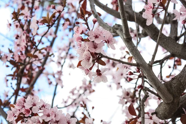 Shallow Focus Closeup Shot Cherry Blossom Flowers Spring — Stock Photo, Image
