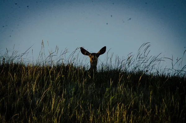 Ein Tiefflug Von Einem Hirsch Einem Grasland — Stockfoto