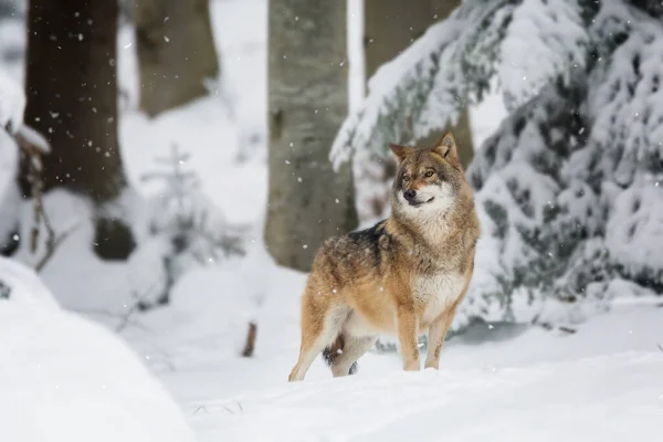 Ein Roter Wolf Einem Schneebedeckten Wald Und Bäume Mit Verschwommenem — Stockfoto