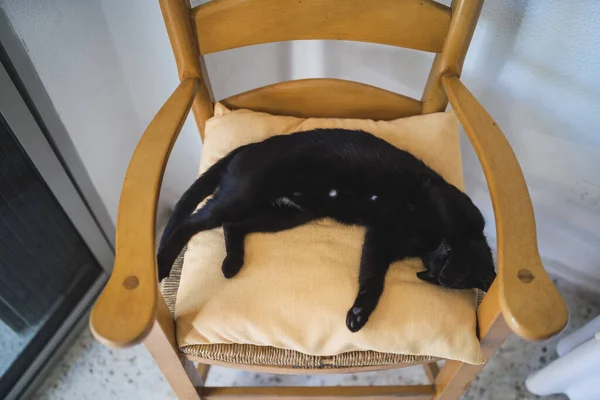Detailní Záběr Černé Kočky Ležící Dřevěné Židli — Stock fotografie
