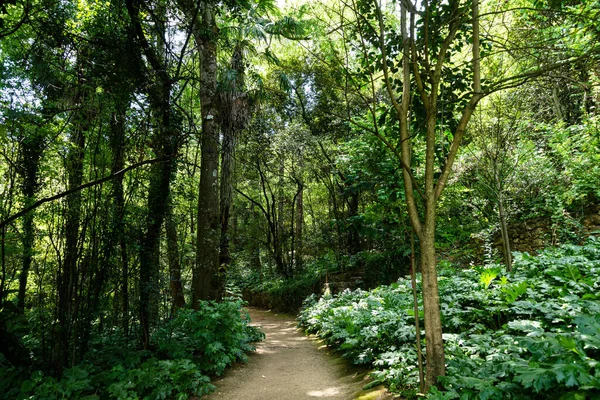 葡萄牙科英布拉Quinta Das Lagrimas花园高树美景 — 图库照片