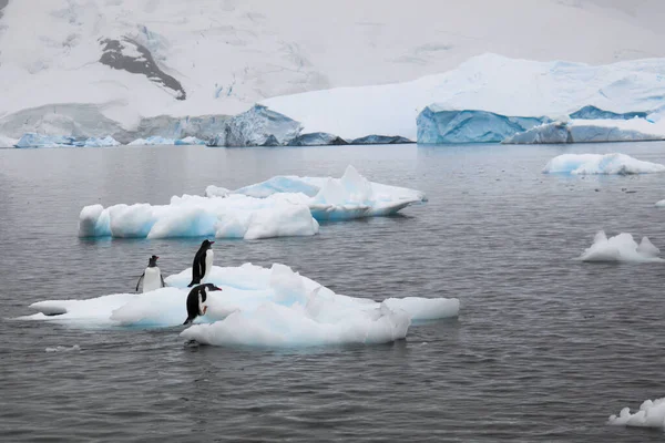 Tiro Pingüinos Témpano Hielo Cerca Isla Danco — Foto de Stock