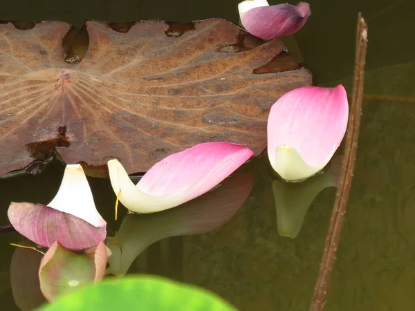 Egy Gyönyörű Lövés Rózsaszín Lótuszvirág Szirmok Tökéletes Tükröződés Vízen — Stock Fotó