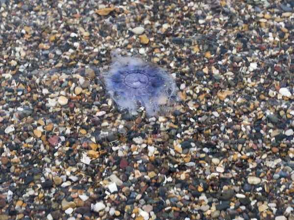 Primo Piano Una Medusa Adagiata Una Spiaggia Ciottoli Vicino Mare — Foto Stock