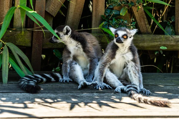 Gros Plan Lémuriens Dans Zoo Sous Lumière Soleil Ombre — Photo