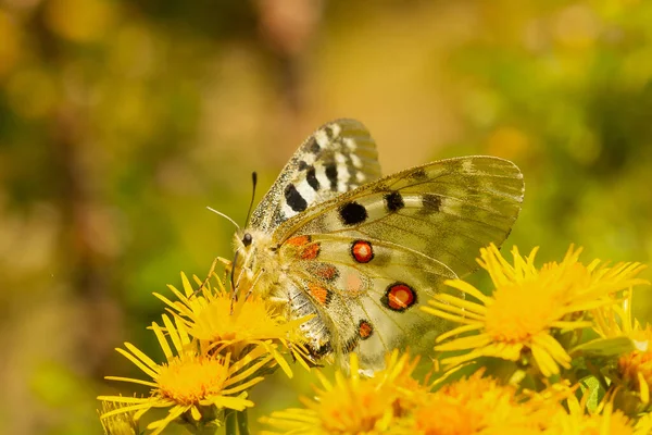 Selektywne Ujęcie Motyla Górskiego Żółtym Kwiatku Pirenejach Hiszpanii — Zdjęcie stockowe