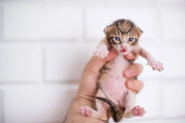 Plan Sélectif Chaton Nouveau Dans Main Une Personne Sur Fond — Photo