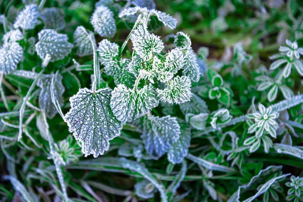 Detailní Záběr Zelené Listy Pokryté Mrazem Lese — Stock fotografie