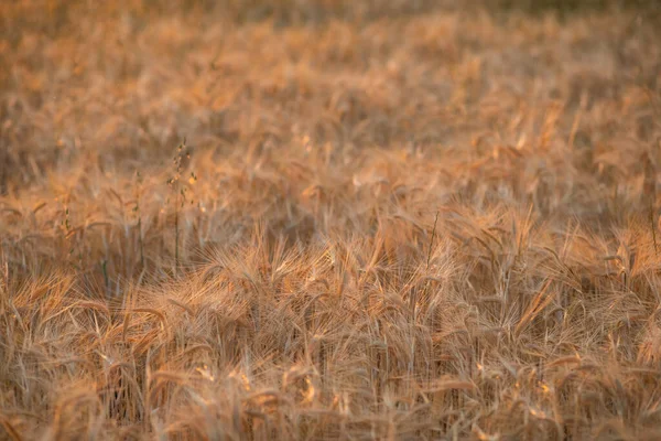 Primer Plano Hermoso Campo Amarillo Bajo Luz Naranja Durante Puesta — Foto de Stock