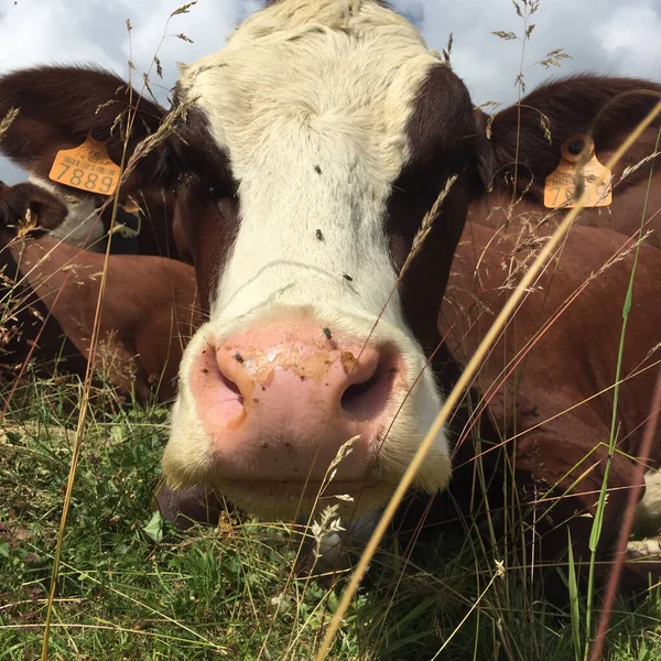 Tiro Close Focinho Vaca Polvilhado Com Muitas Moscas — Fotografia de Stock