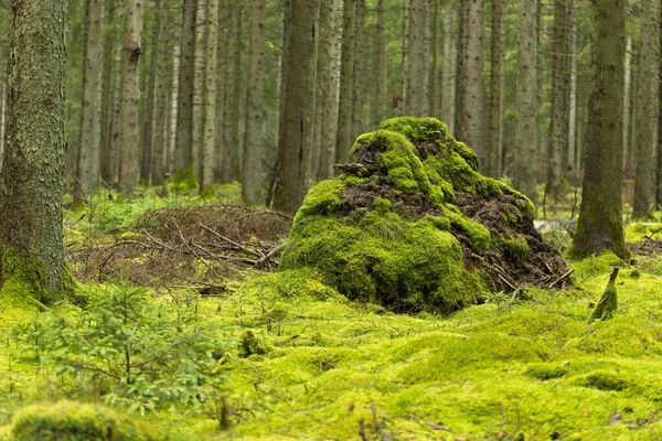 Plan Angle Bas Une Pile Boue Dans Forêt — Photo