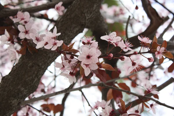 Shallow Focus Closeup Shot Cherry Blossom Flowers Spring — Stock Photo, Image