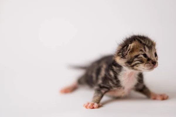 Plan Sélectif Chaton Nouveau Essayant Tenir Debout Sur Ses Pattes — Photo