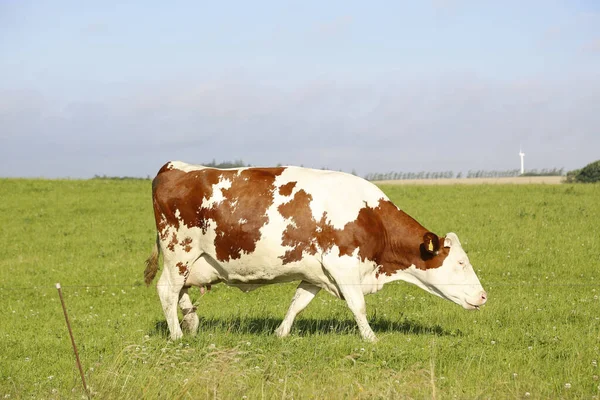 Primer Plano Una Vaca Pastando Campo Una Tarde Soleada —  Fotos de Stock