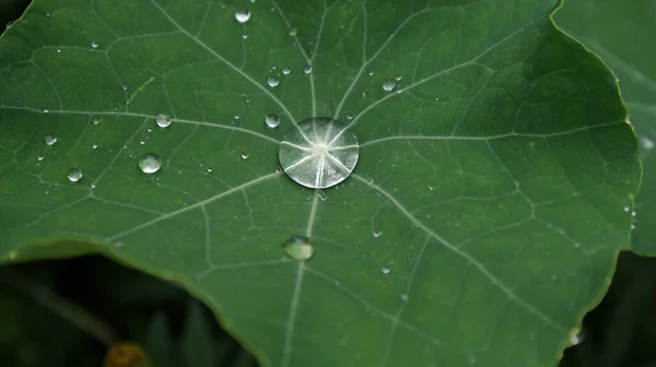 Zbliżenie Ujęcia Krystalicznie Czystych Kropel Deszczu Roślinie — Zdjęcie stockowe