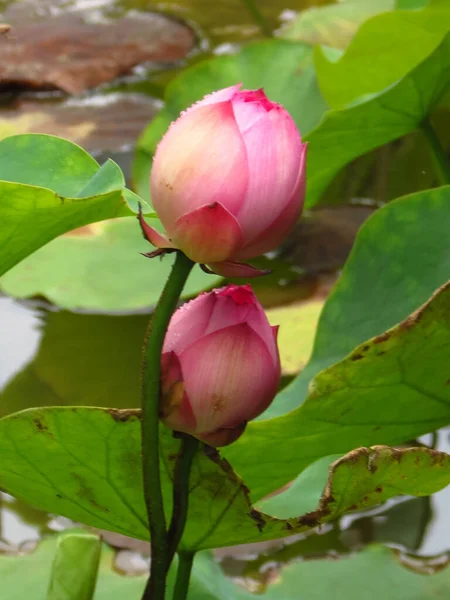 Primer Plano Brote Sagrado Par Flores Loto Sin Abrir Con — Foto de Stock