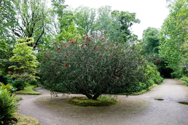 Yeşil Ada Azores Portekiz Deki Parkta Kırmızı Çiçekli Güzel Bir — Stok fotoğraf