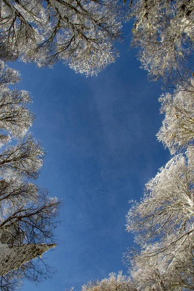 Een Verticaal Laag Hoek Shot Van Bomen Bedekt Met Sneeuw — Stockfoto