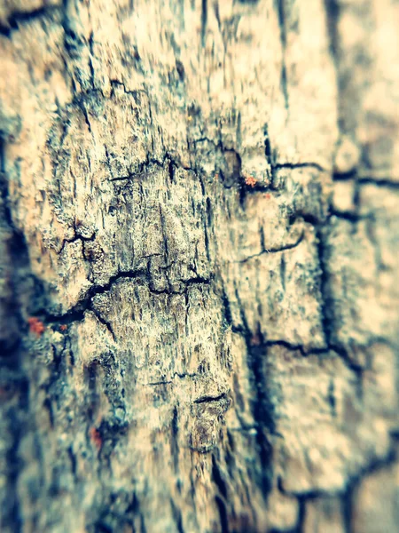 Primer Plano Vertical Corteza Árbol —  Fotos de Stock