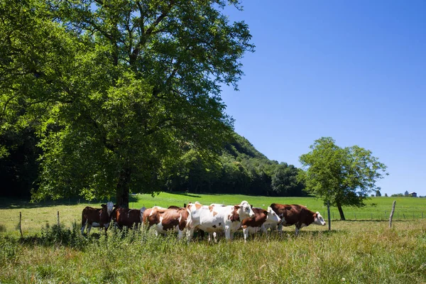 Uma Manada Vacas Produtoras Leite Para Queijo Gruyere França Primavera — Fotografia de Stock