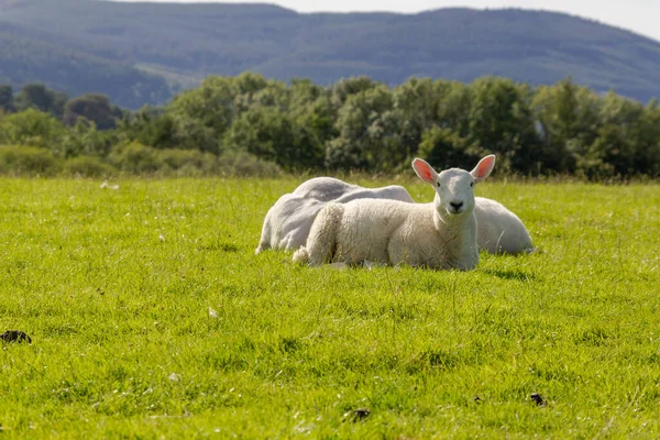 Les Moutons Blancs Assis Sur Herbe Verte Fraîche Dans Parc — Photo