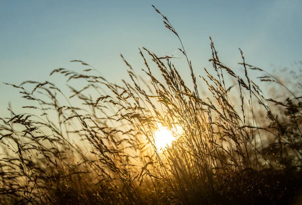 Die Sonne Vom Gras Aus Sichtbar Die Landschaft Des Sonnenuntergangs — Stockfoto