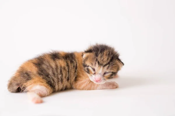 Sebuah Gambar Indah Dari Setengah Tertidur Anak Kucing Coklat Latar — Stok Foto